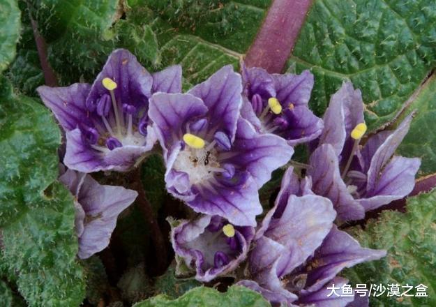 沙罗曼蛇|精灵|曼德拉_新浪新闻