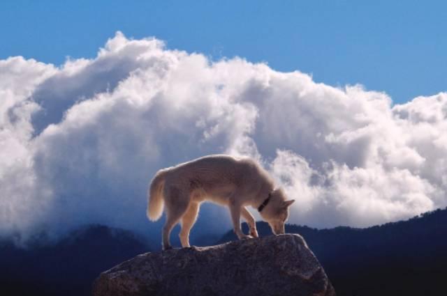 一只纯白的哈士奇白狼王的气质却非要配上你二到骨髓的眼神