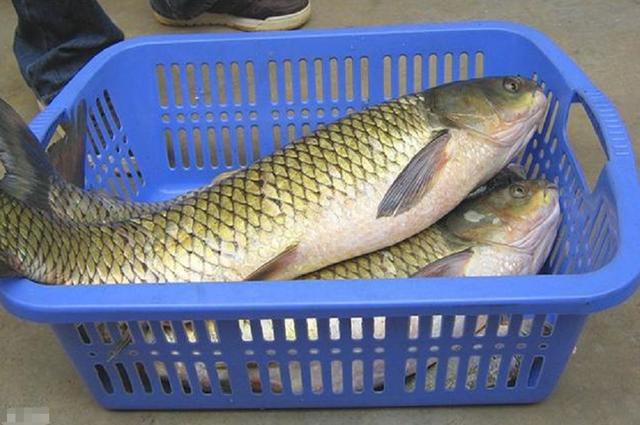 国庆后,钓鱼用2滴,1小时上鱼65斤,渔场老板禁用,每天都爆护