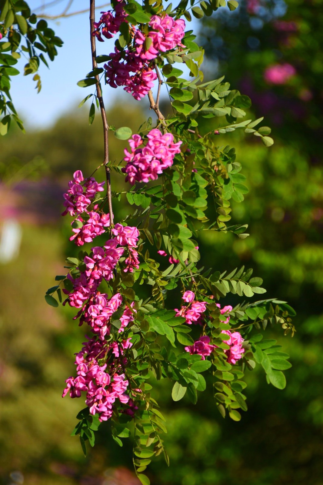 红花洋槐玫粉色花挂满枝头芳香四溢