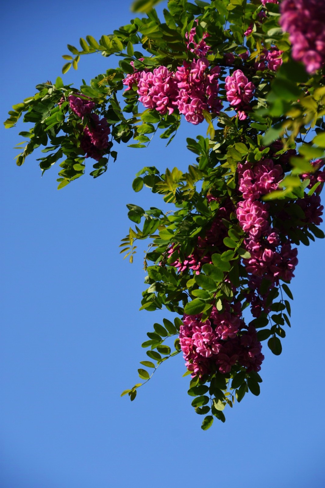红花洋槐玫粉色花挂满枝头芳香四溢
