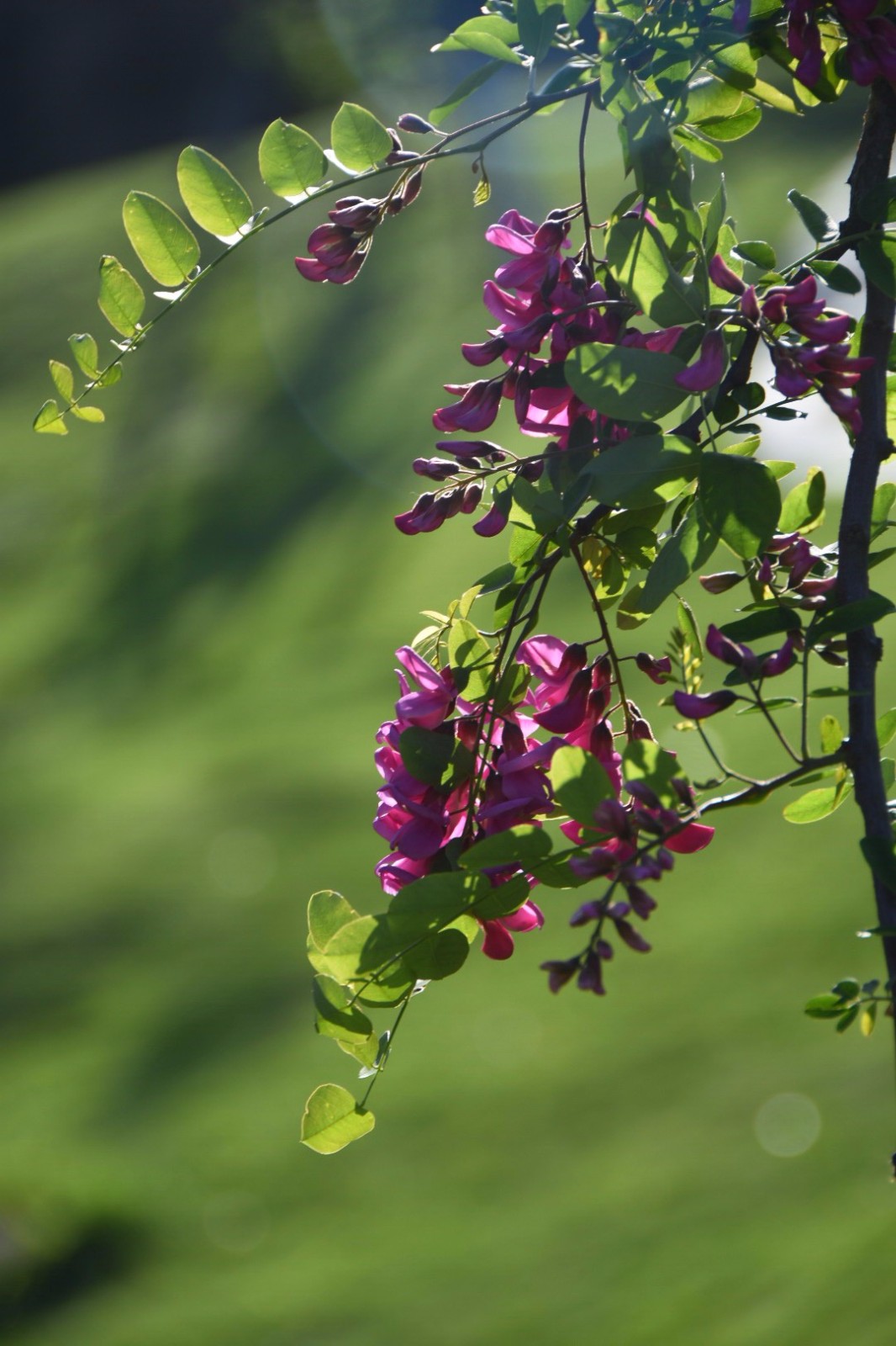 【红花洋槐】玫粉色花挂满枝头,芳香四溢.