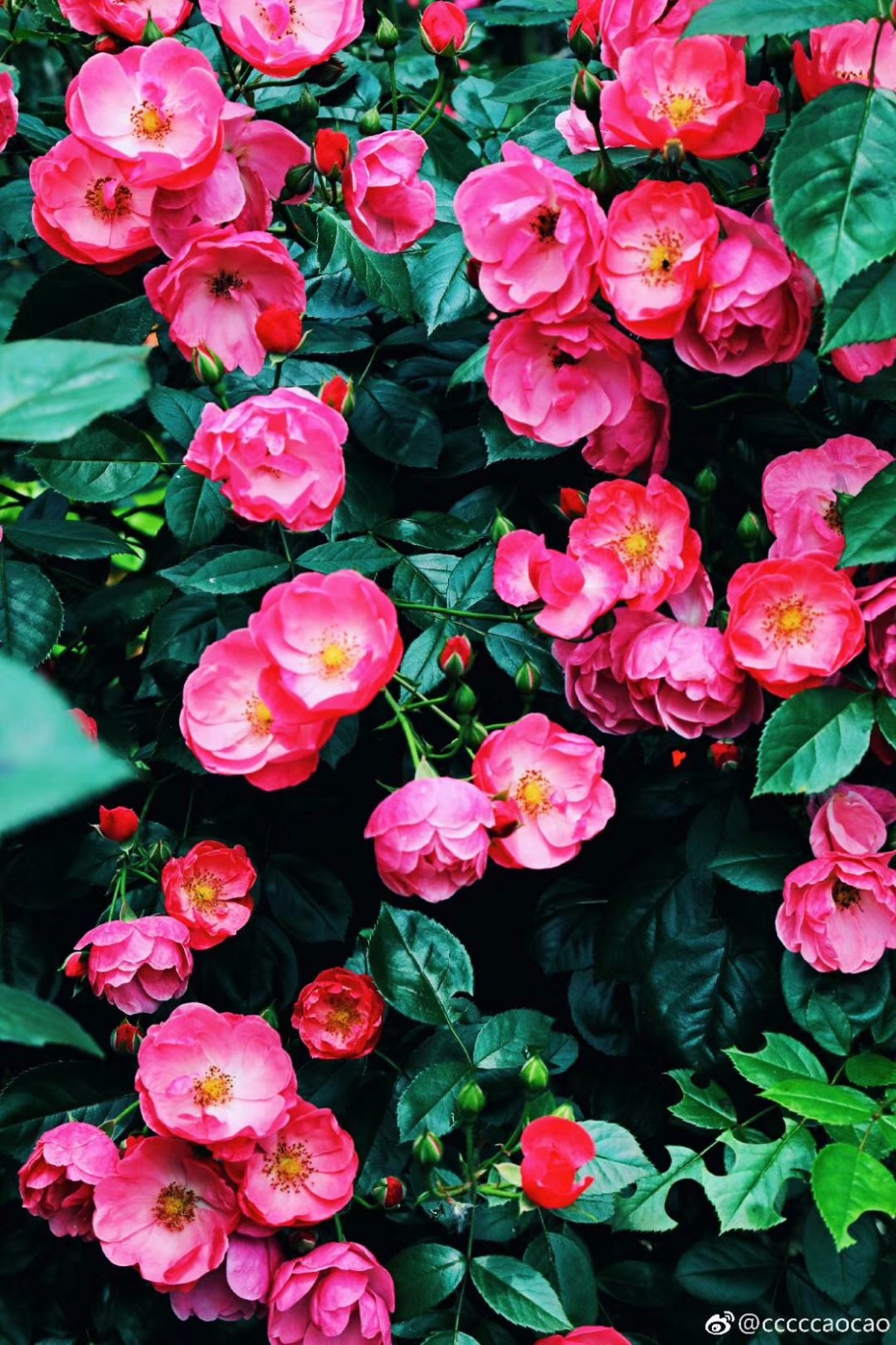 春末夏初,你心中的玫瑰花海究竟长啥样?