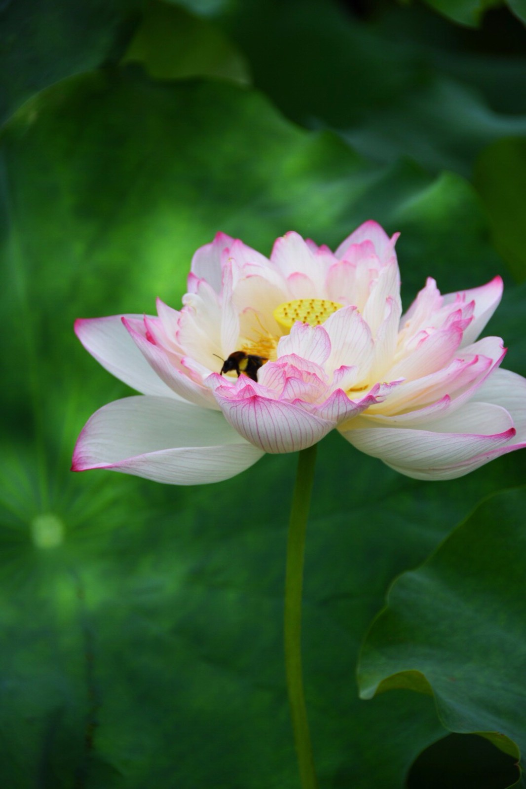 重瓣莲花我已亭亭不忧也不惧莲的心事席慕容