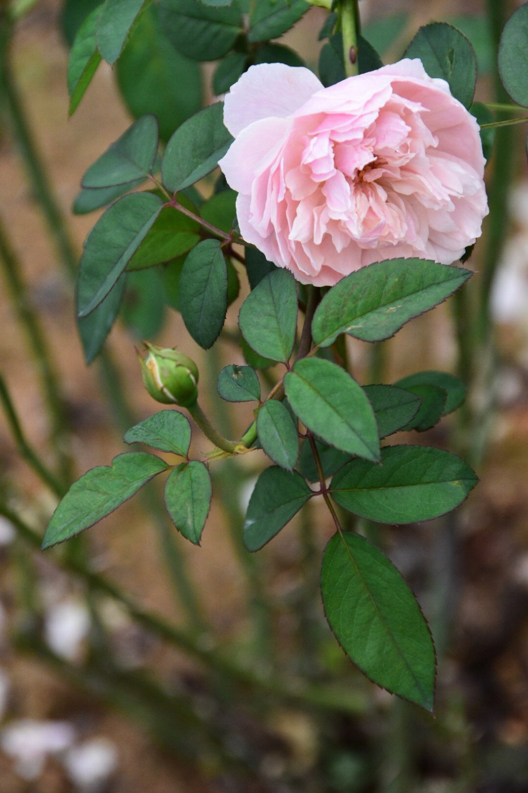 月季花一花一世界原创
