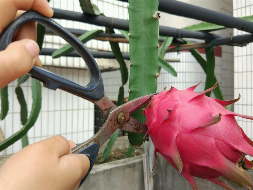 表哥家的火龙果1个1斤重吃不完送邻居想盆栽4招得学好