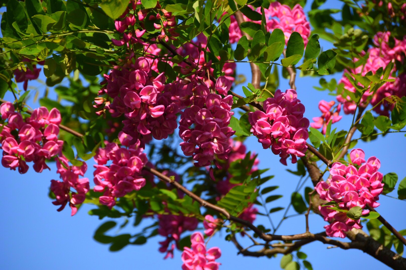 红花洋槐玫粉色花挂满枝头芳香四溢
