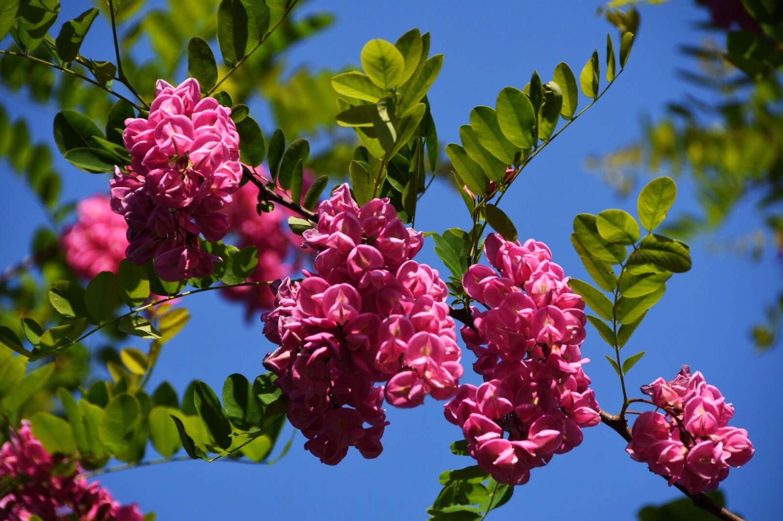 红花洋槐玫粉色花挂满枝头芳香四溢