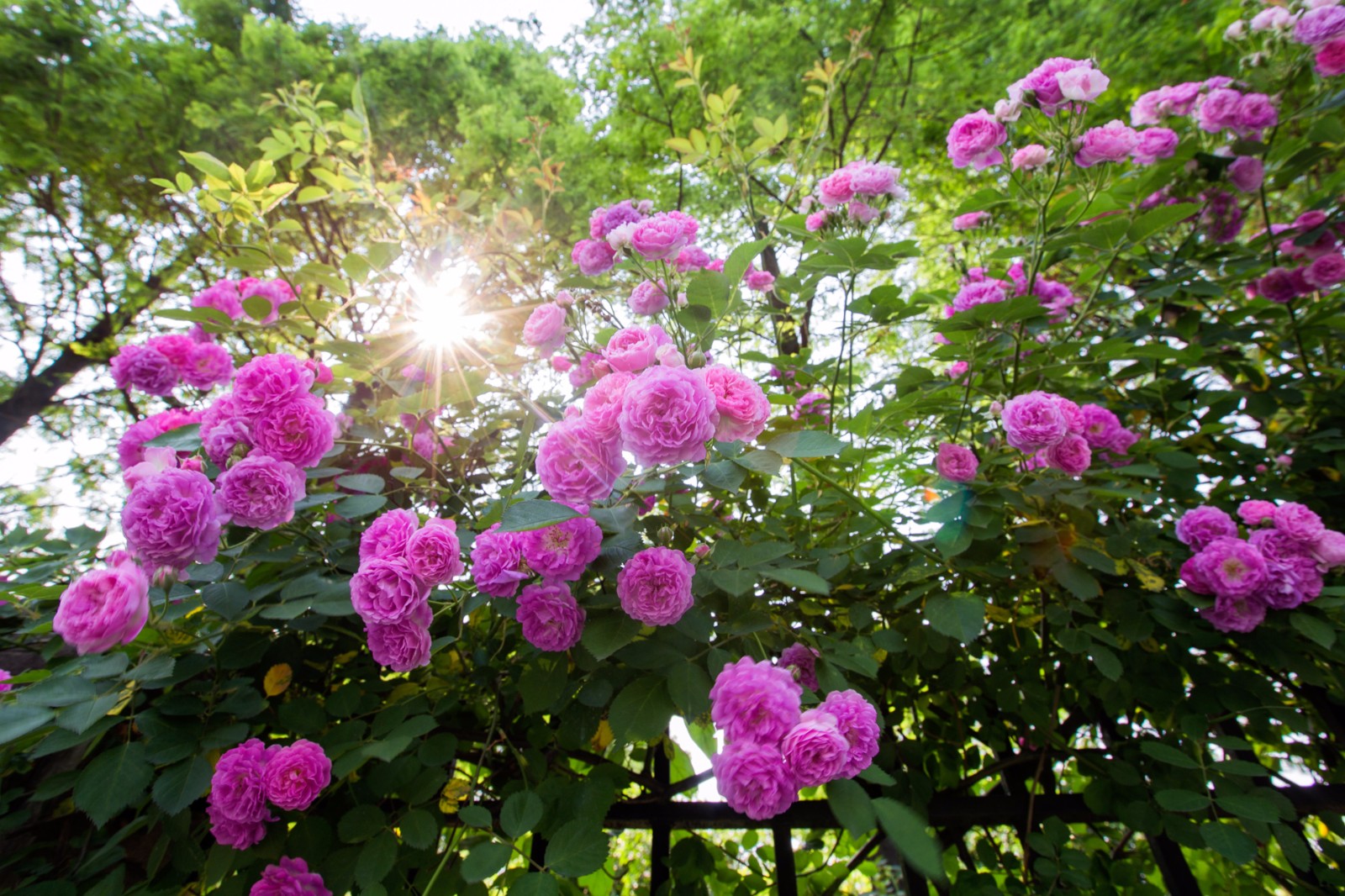 蔷薇花开,四月宁波添馨香