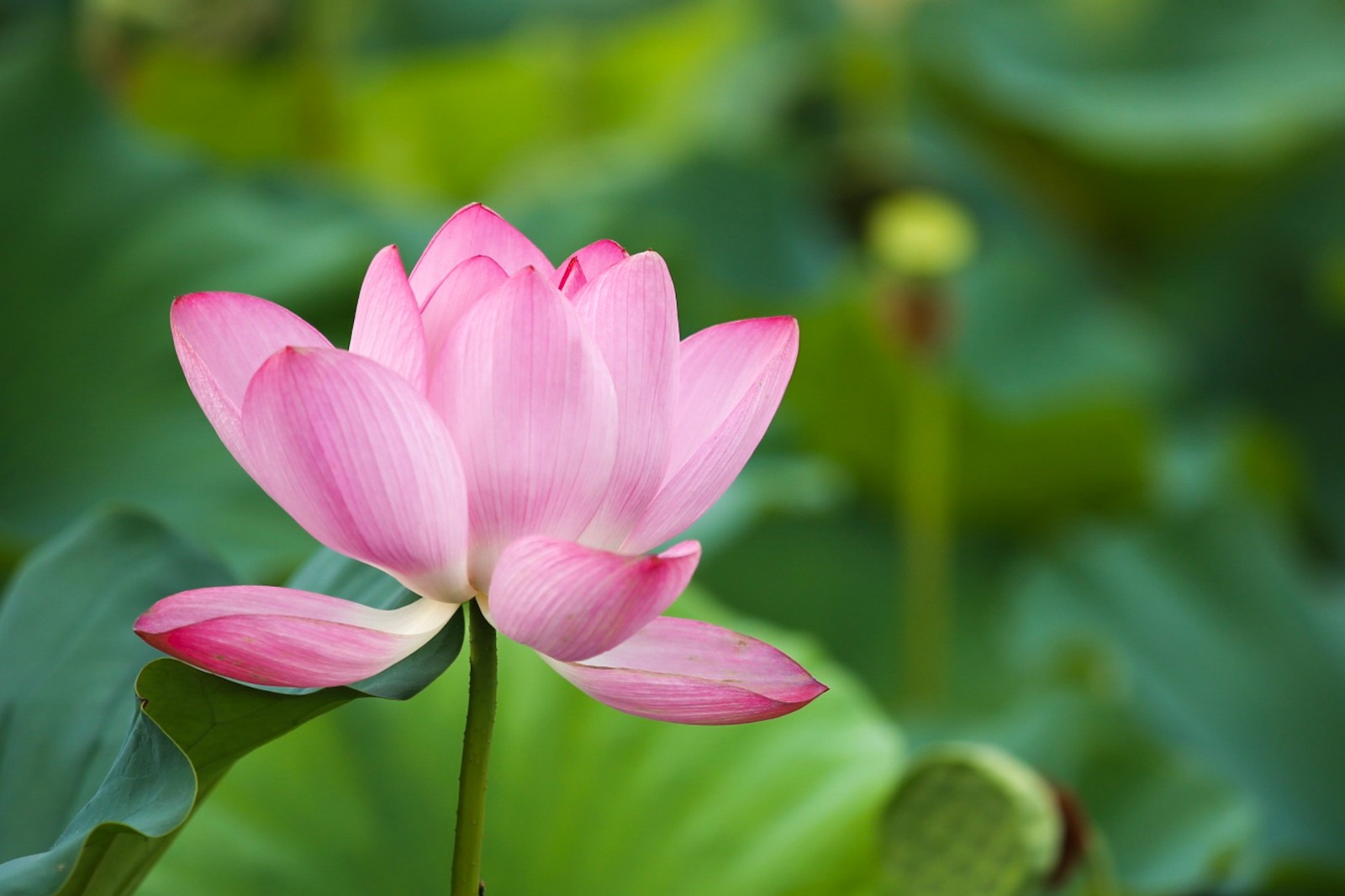 夏日里的荷花清新自然凉爽