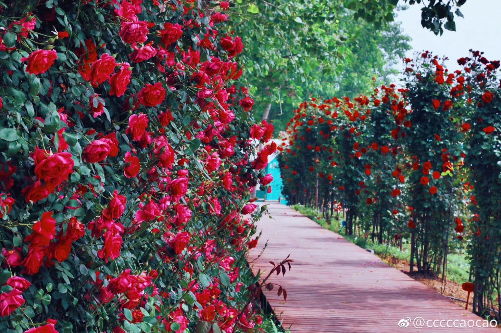 春末夏初,你心中的玫瑰花海究竟长啥样?