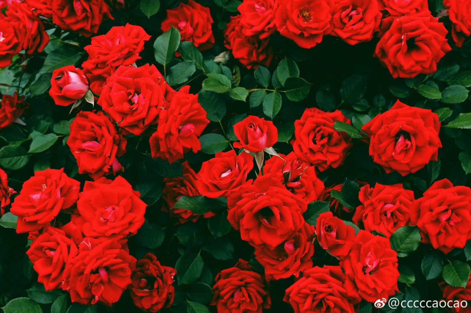 春末夏初,你心中的玫瑰花海究竟长啥样?