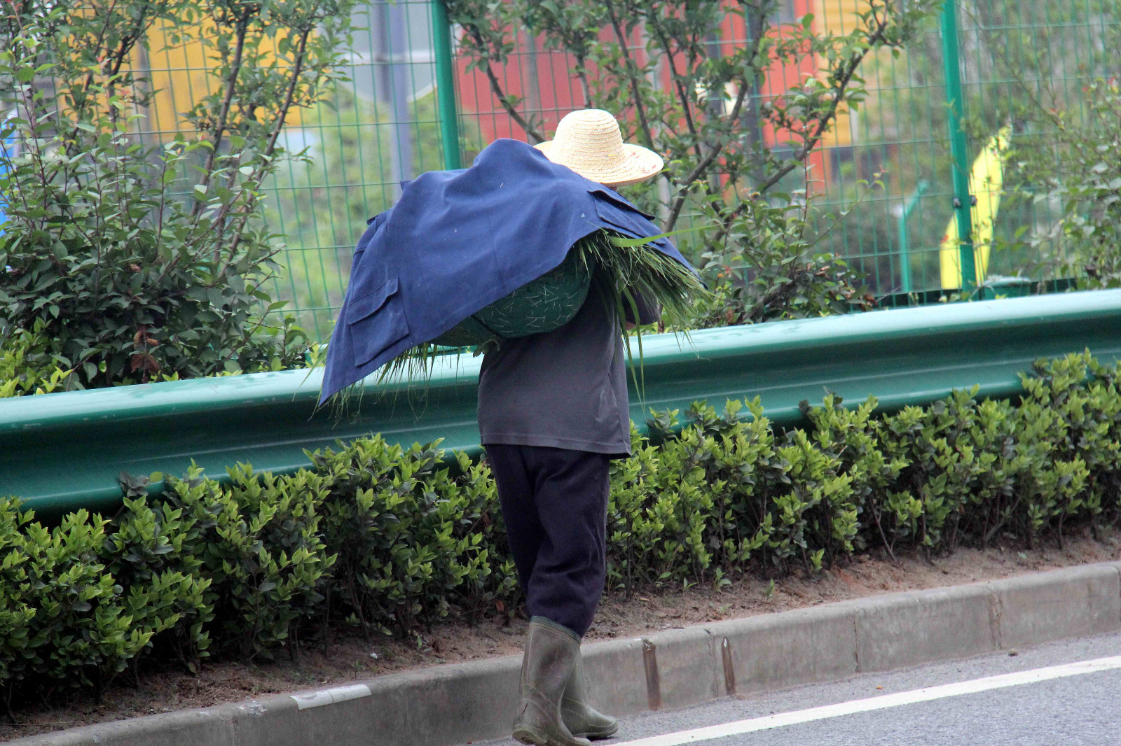 为了肩上这包值钱的好东西,82岁农家大爷天不亮去忙活了半天_新浪看点