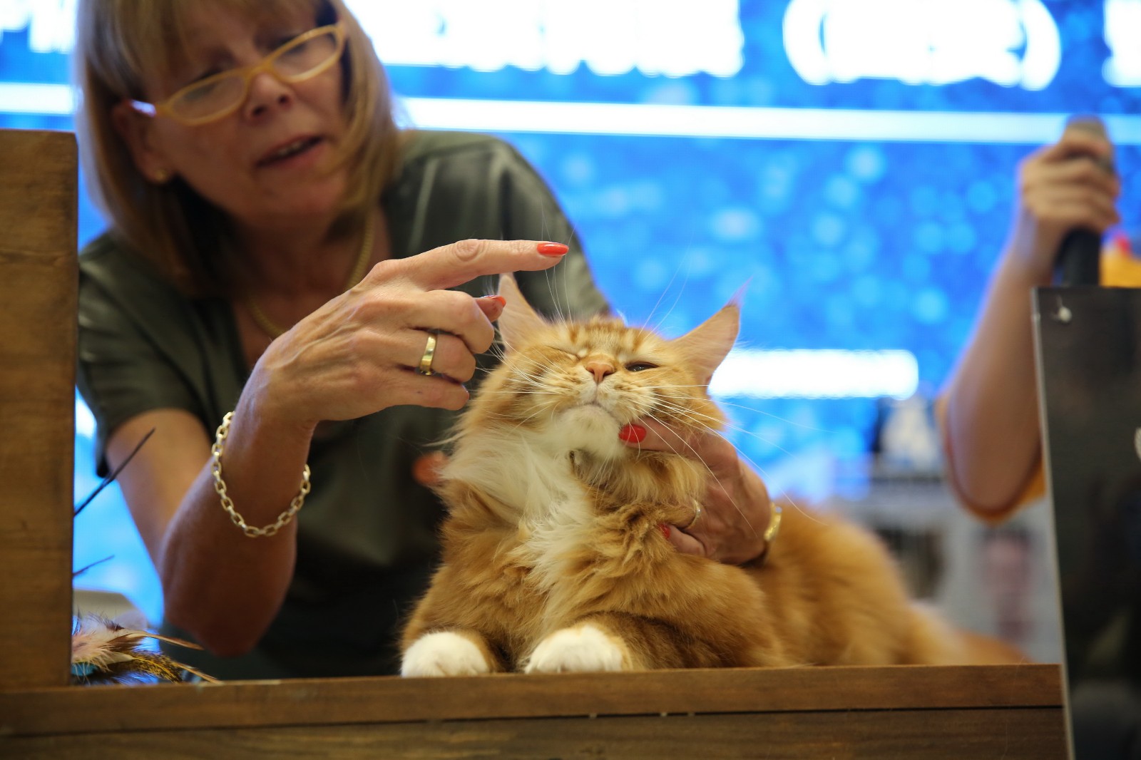 猫咪比赛不抓老鼠 看颜值