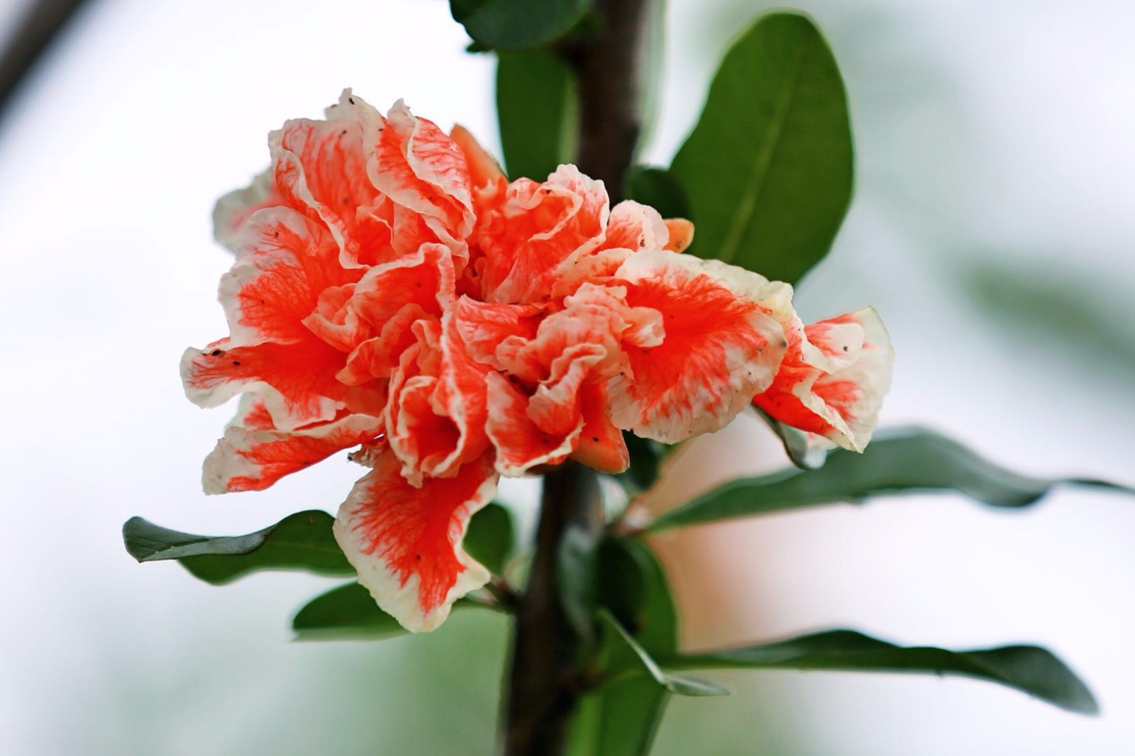 以前一直看的都是普通的石榴花重瓣的结的石榴不知道能不能吃