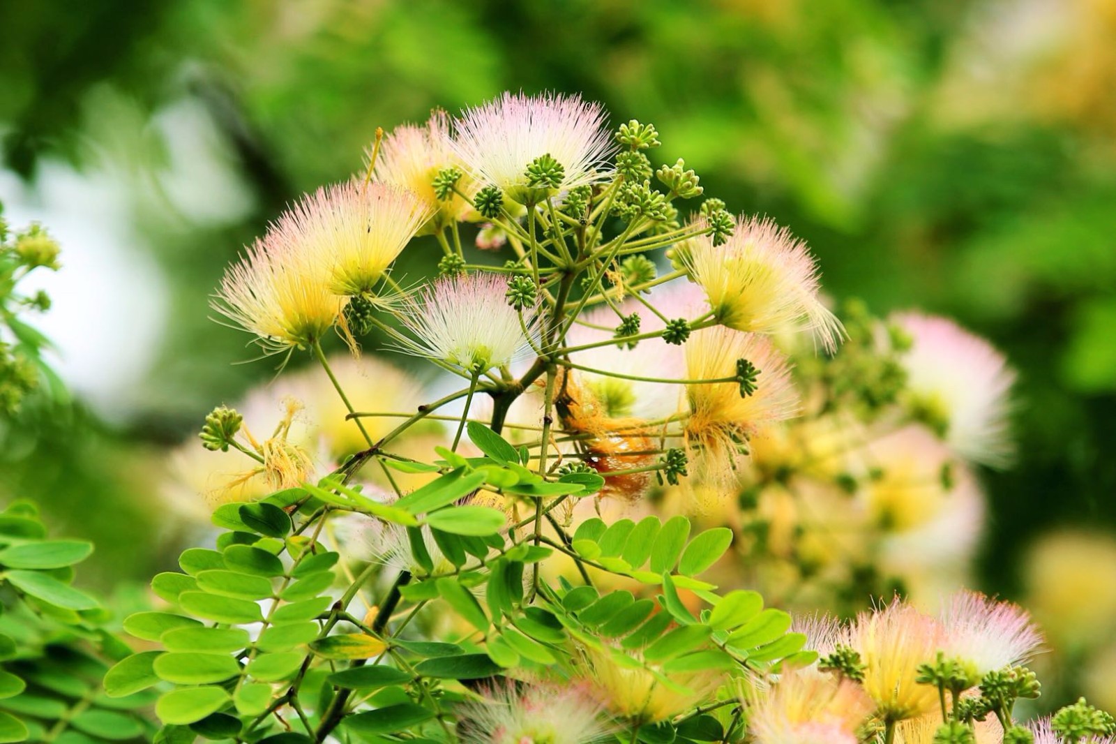 这个颜色的合欢花还是比较少见的啊毛茸茸的很好看