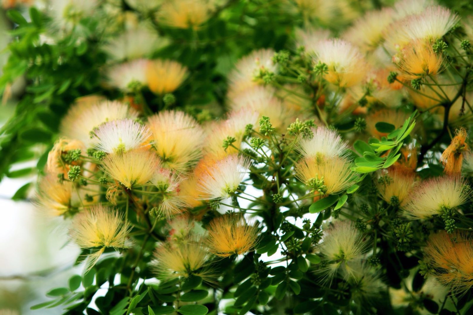这个颜色的合欢花还是比较少见的啊毛茸茸的很好看