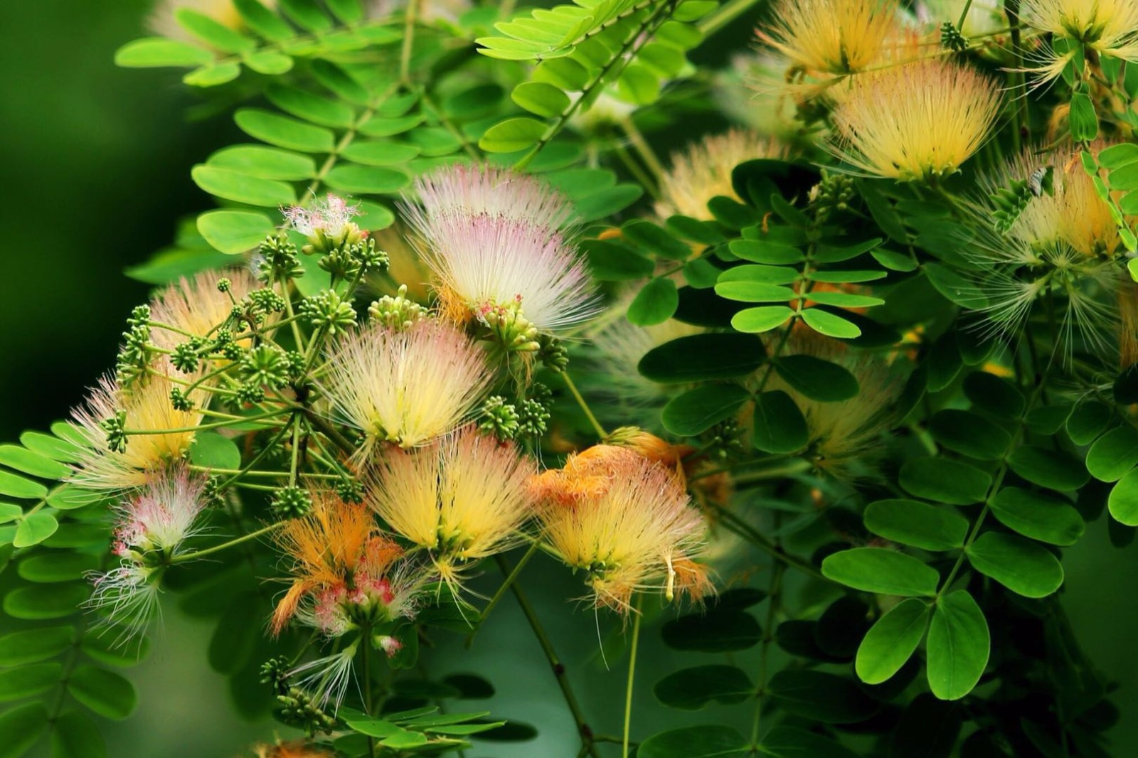 这个颜色的合欢花还是比较少见的啊毛茸茸的很好看