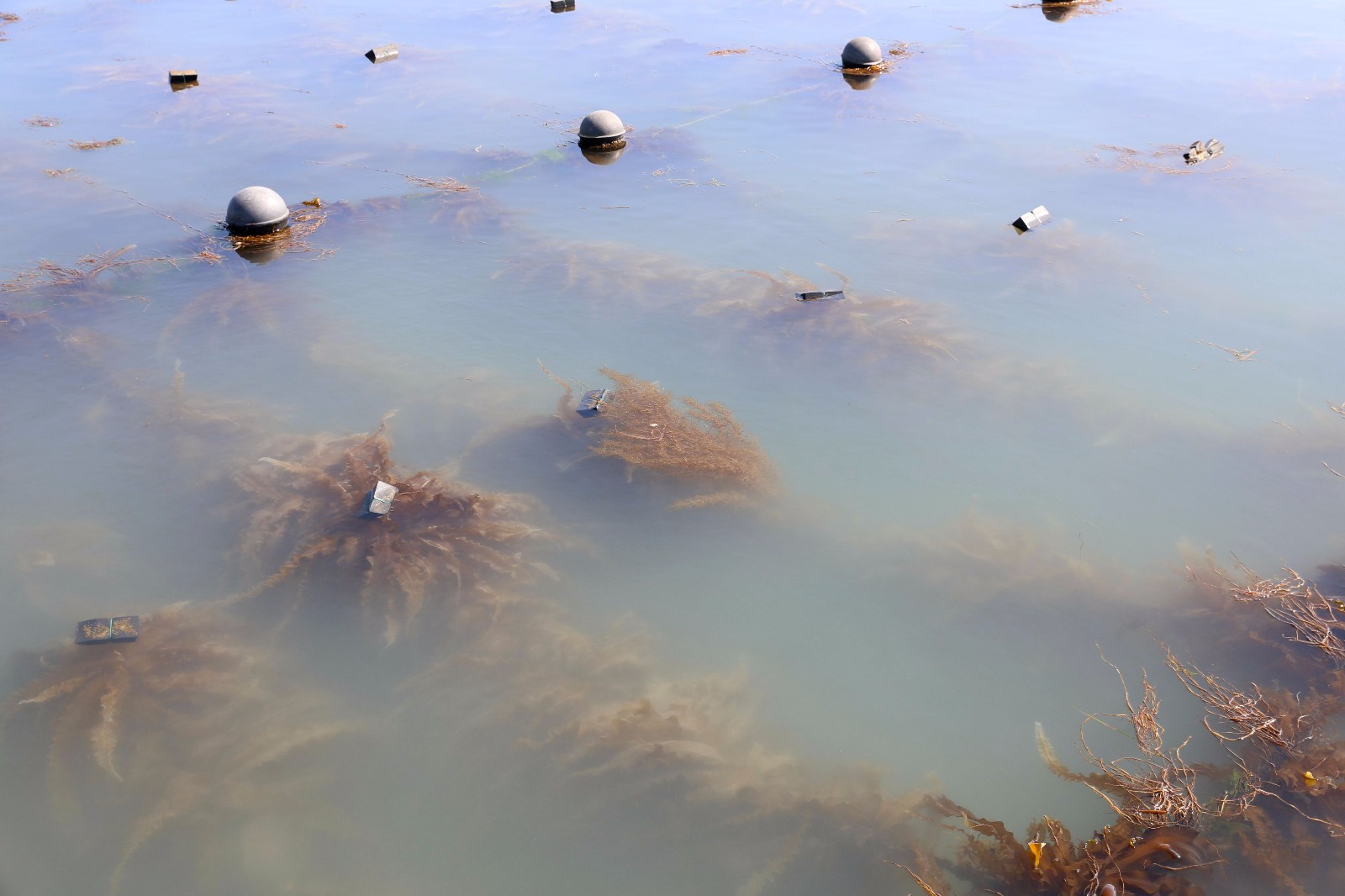 吃过海带的人知道它在海里是怎么生长吗不打药不施肥也需管理