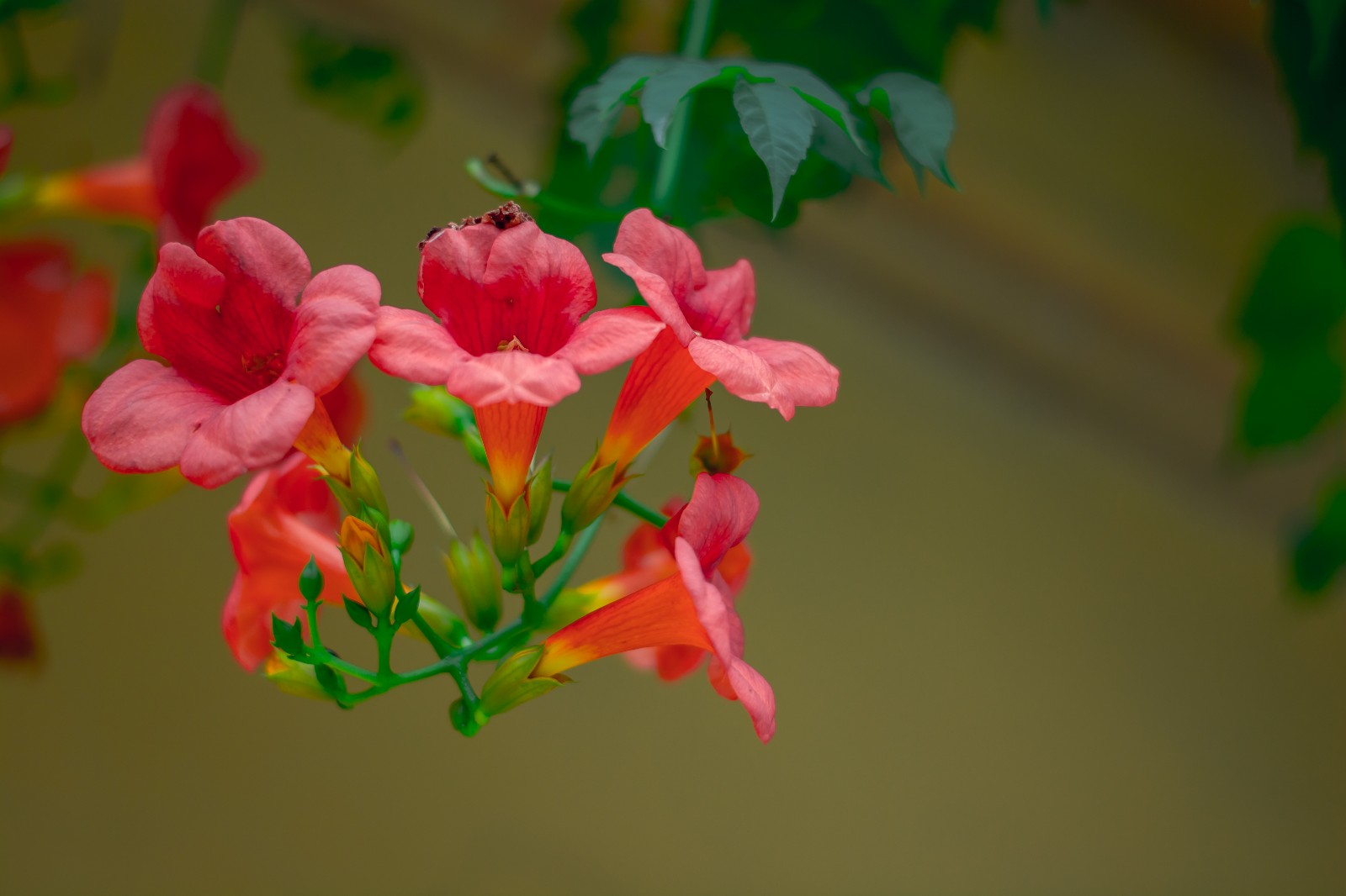 爱情坚贞,凄美的爱——凌宵花