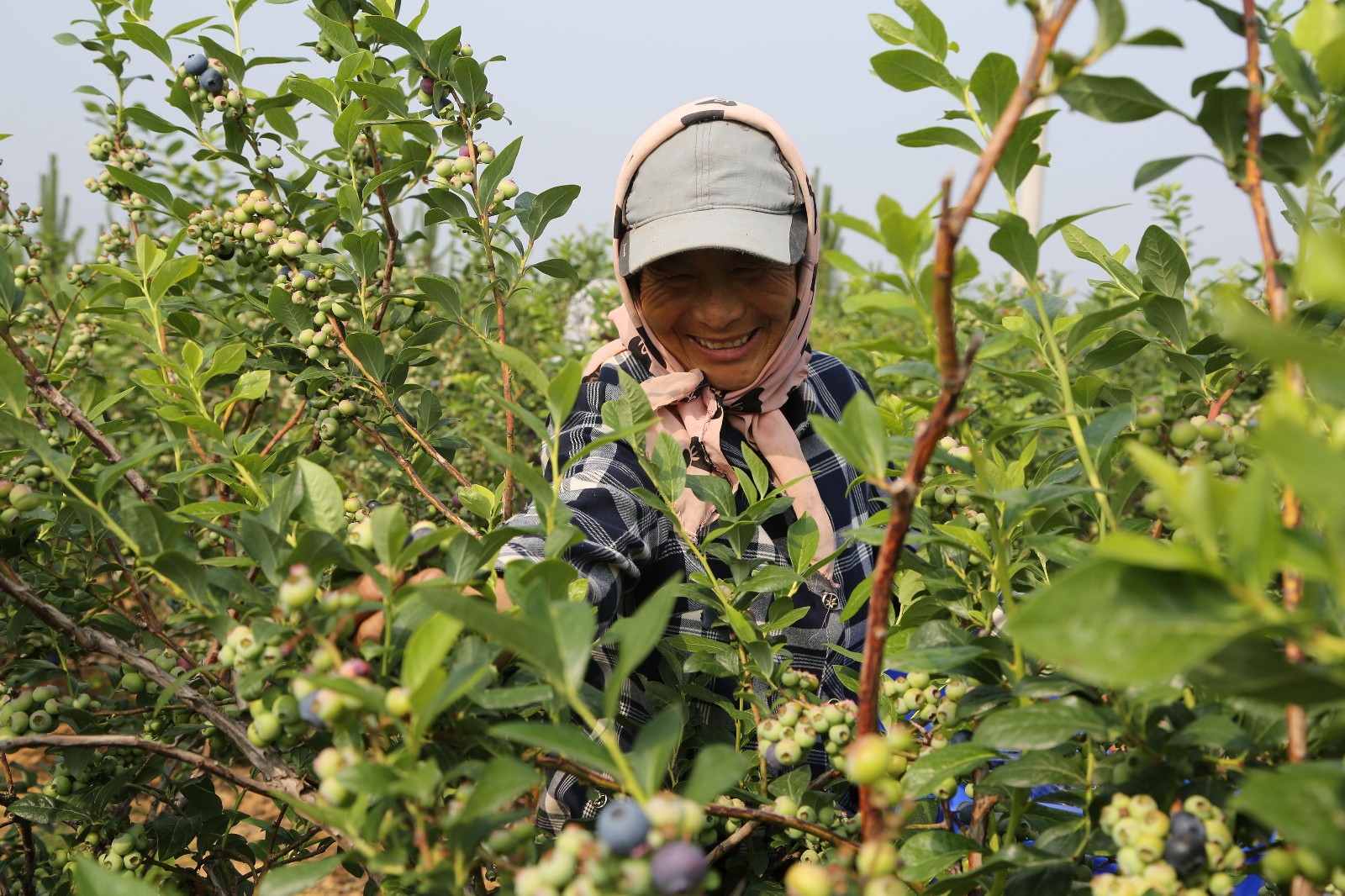 江苏省连云港市赣榆区黑林镇,果农在沃田蓝莓庄园内展示采摘蓝莓