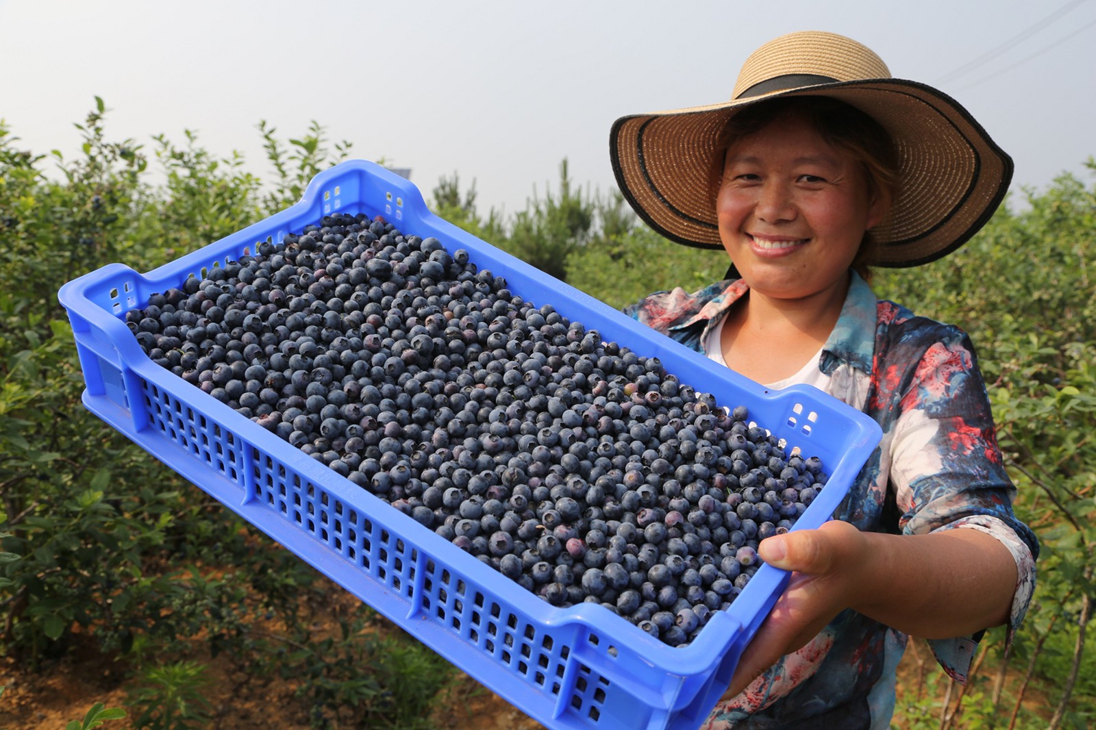 2018年6月11日,江苏省连云港市赣榆区黑林镇,果农在沃田蓝莓庄园内