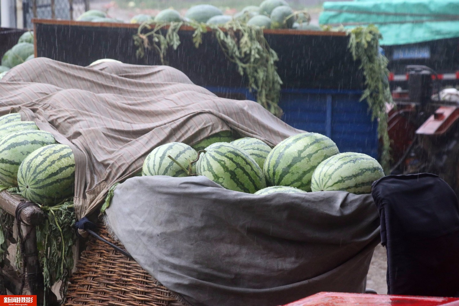 为4毛钱多卖一车西瓜,瓜农暴雨中开拖拉机浇成落汤鸡