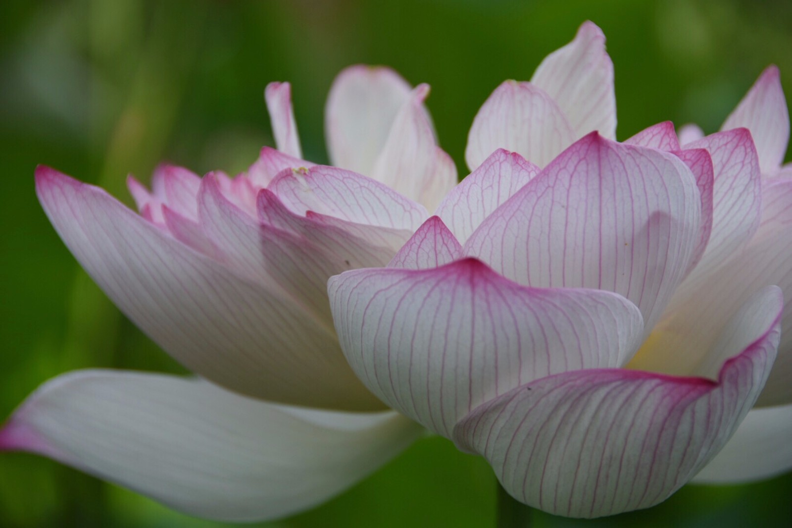 重瓣莲花我已亭亭不忧也不惧莲的心事席慕容