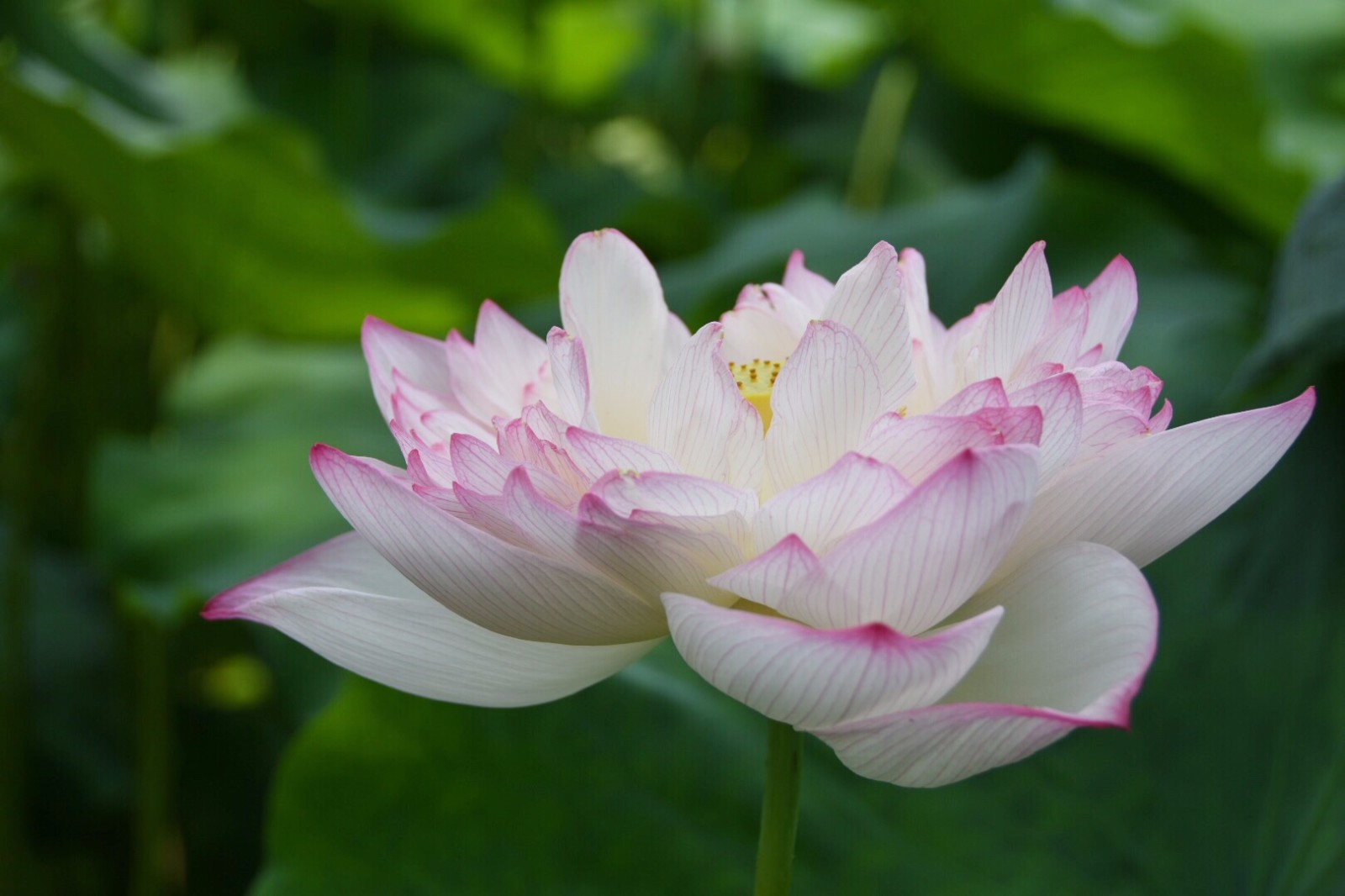 重瓣莲花我已亭亭不忧也不惧莲的心事席慕容