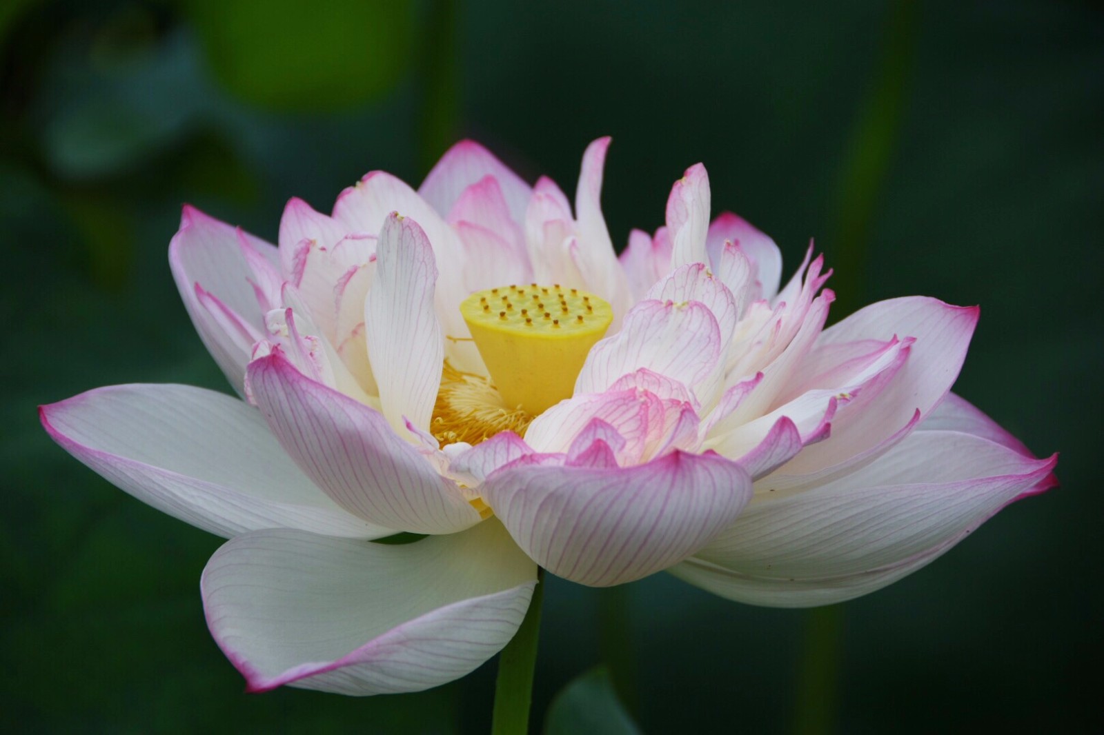 重瓣莲花我已亭亭不忧也不惧莲的心事席慕容