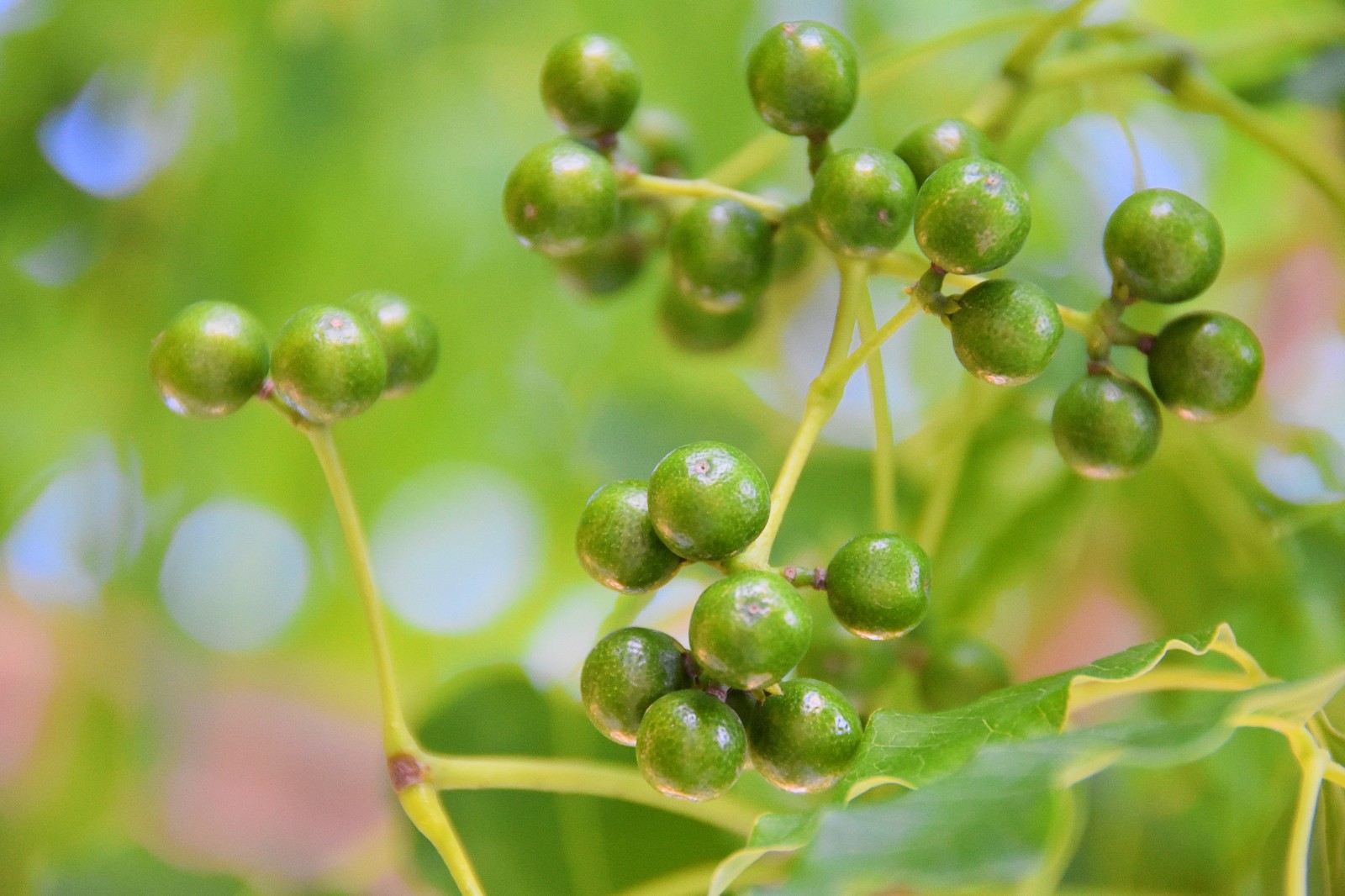 无上清凉是平和,无上平和即禅意.没事儿拍拍黄檗(bò)树_新浪看点