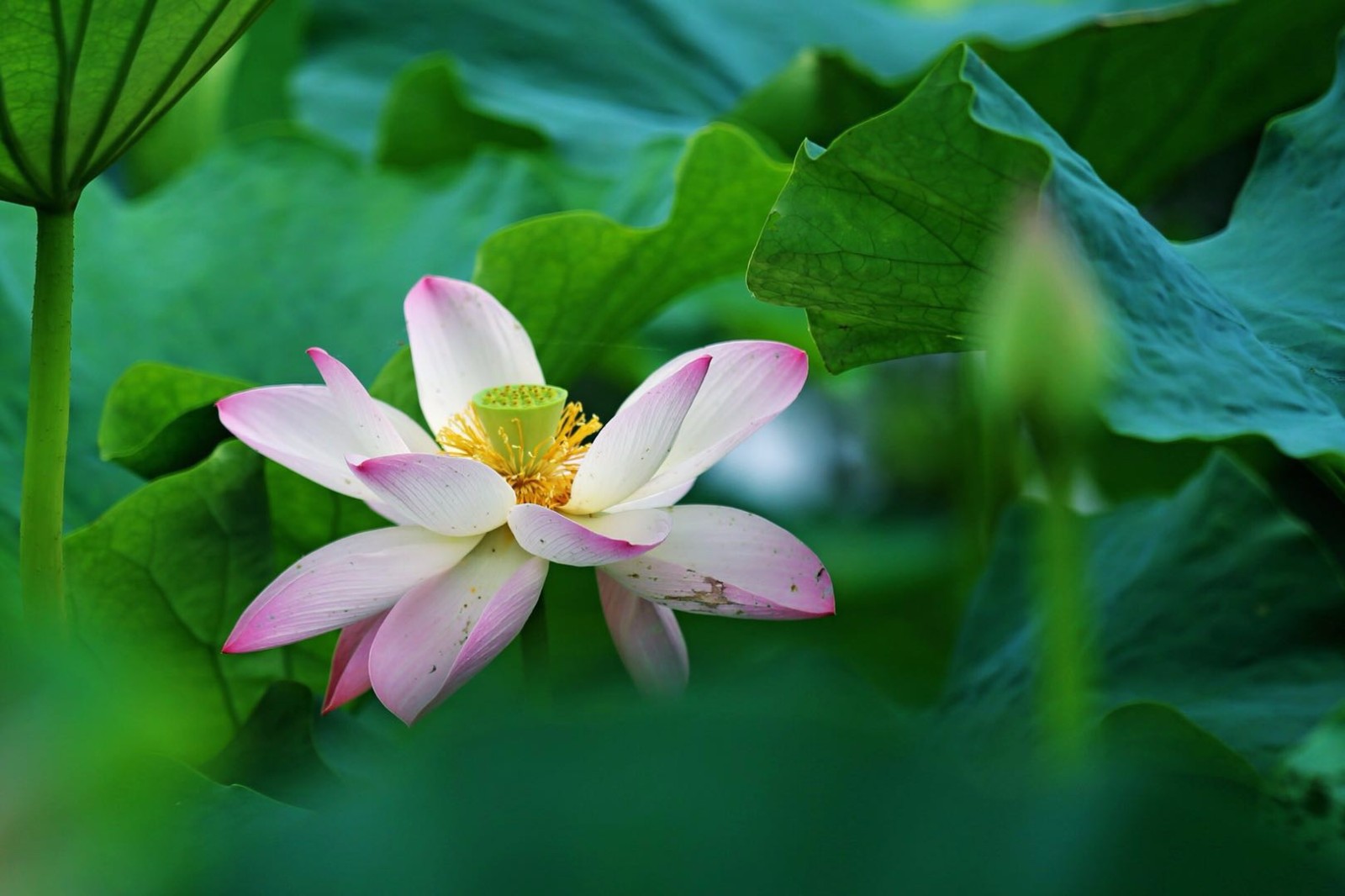 夏日里的荷花清新自然凉爽