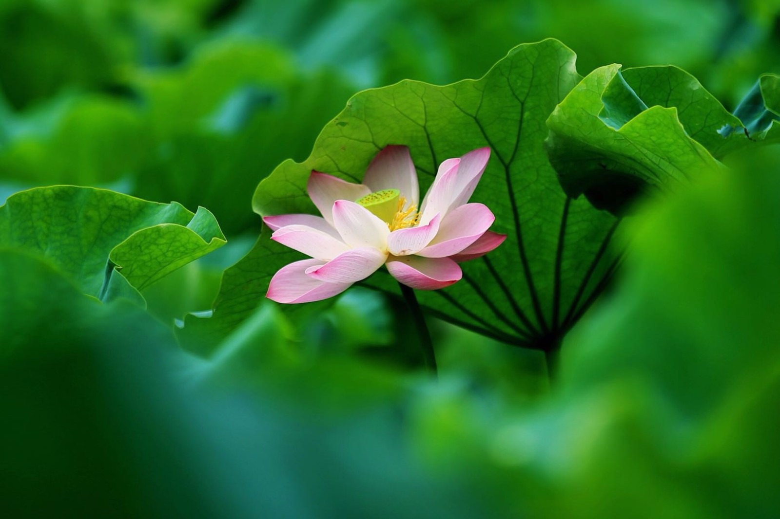 夏天少不了的就是荷花纯洁的荷花像一个仙子带给人们一丝清凉