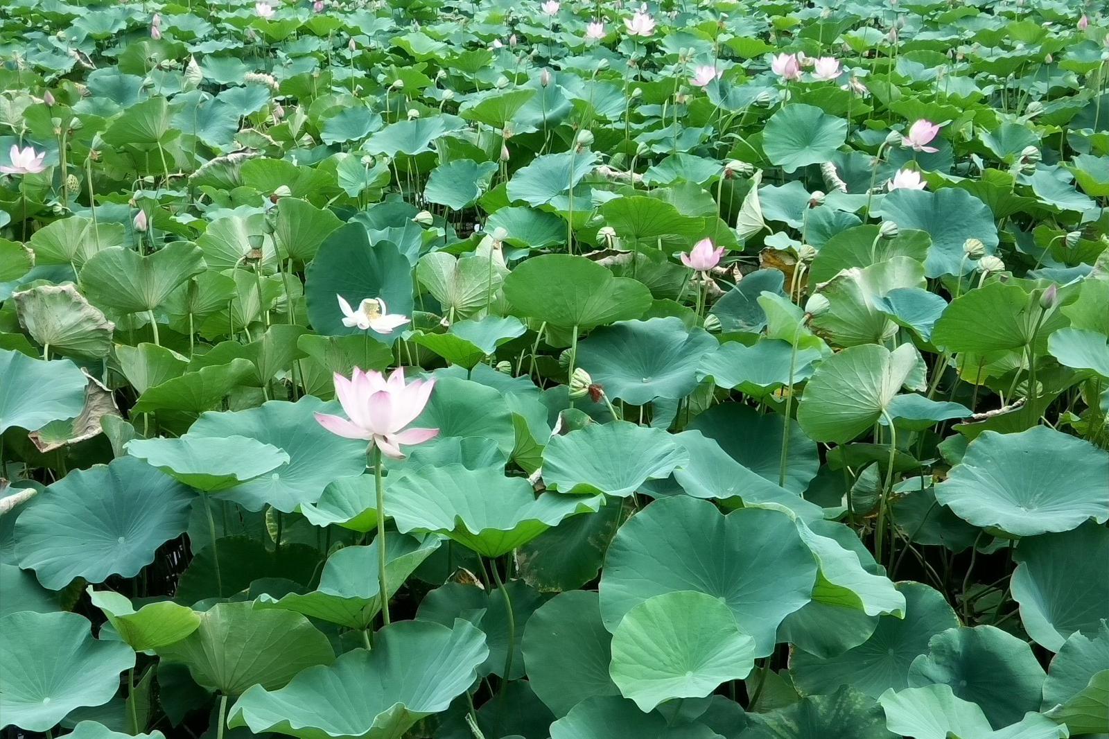 江南可采莲，莲叶何田田。鱼戏莲叶间。|莲叶|鱼|何田田|可采|江南_新浪新闻