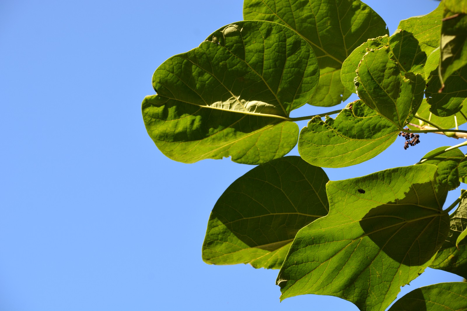 拍到这么美的梓树叶是小幸运原创摄影