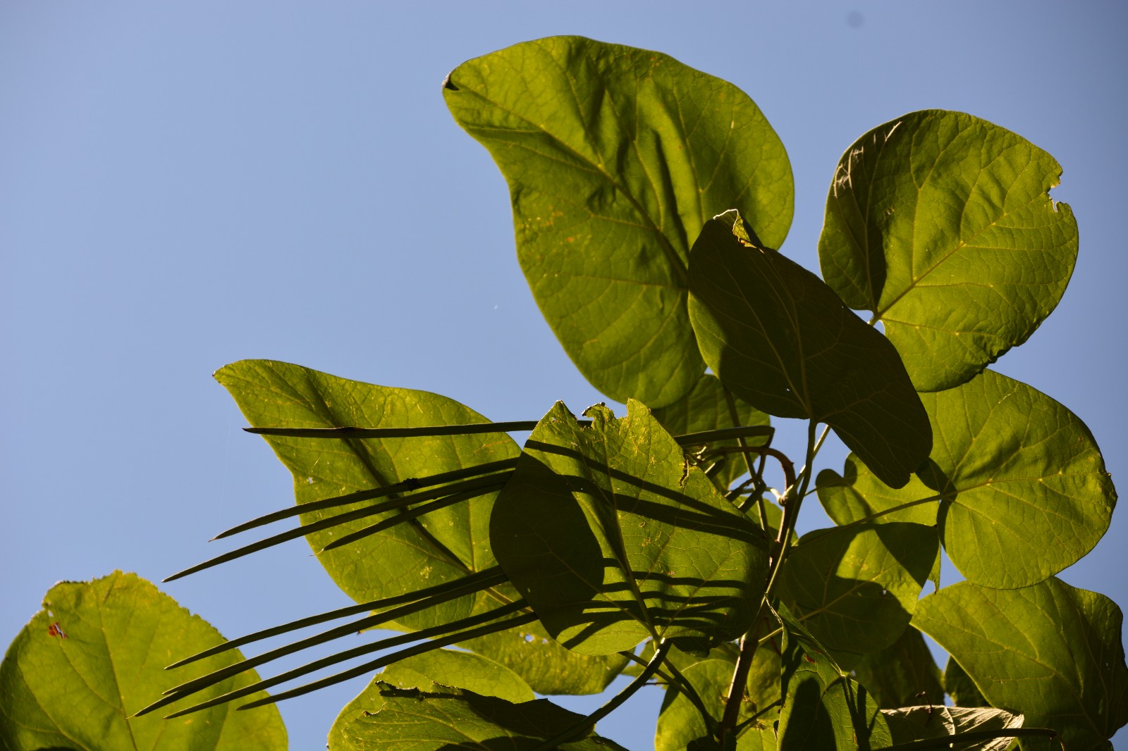 拍到这么美的梓树叶是小幸运原创摄影