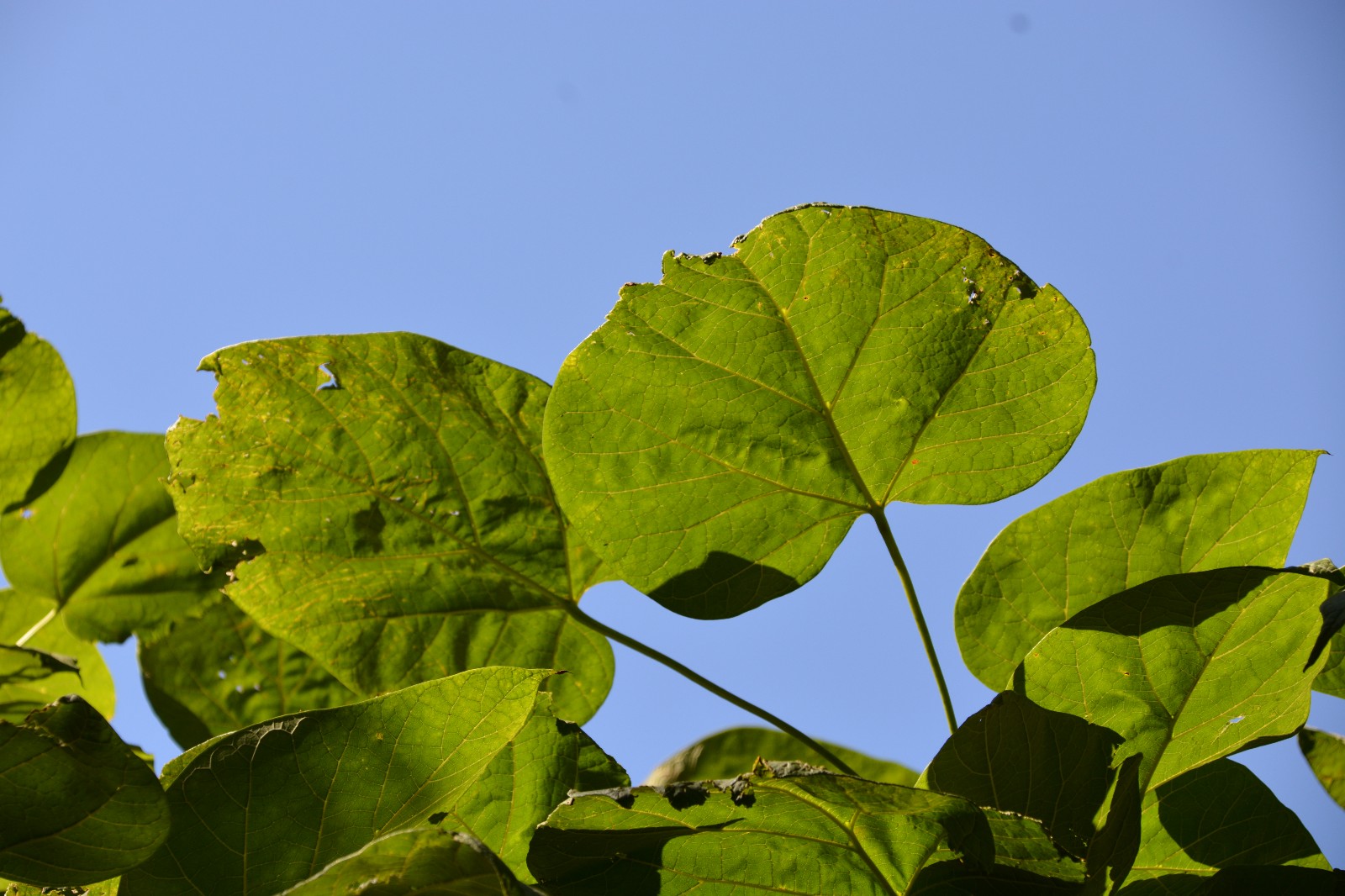 拍到这么美的梓树叶是小幸运原创摄影