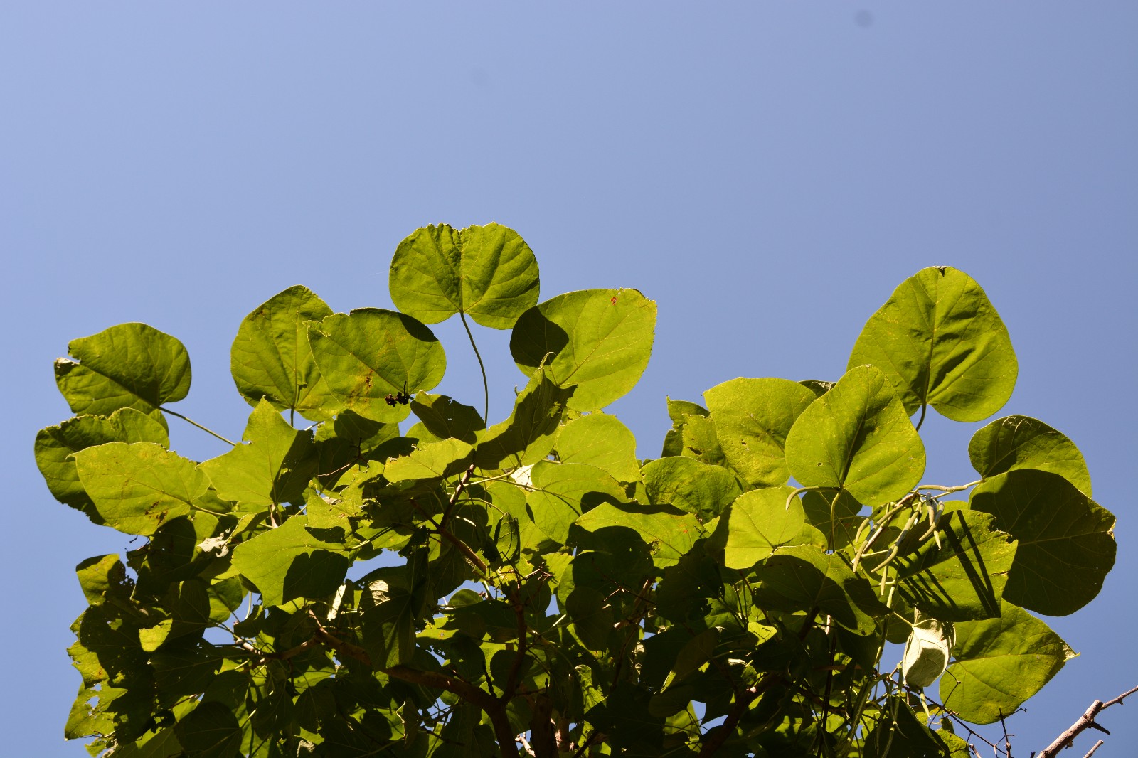 拍到这么美的梓树叶是小幸运原创摄影