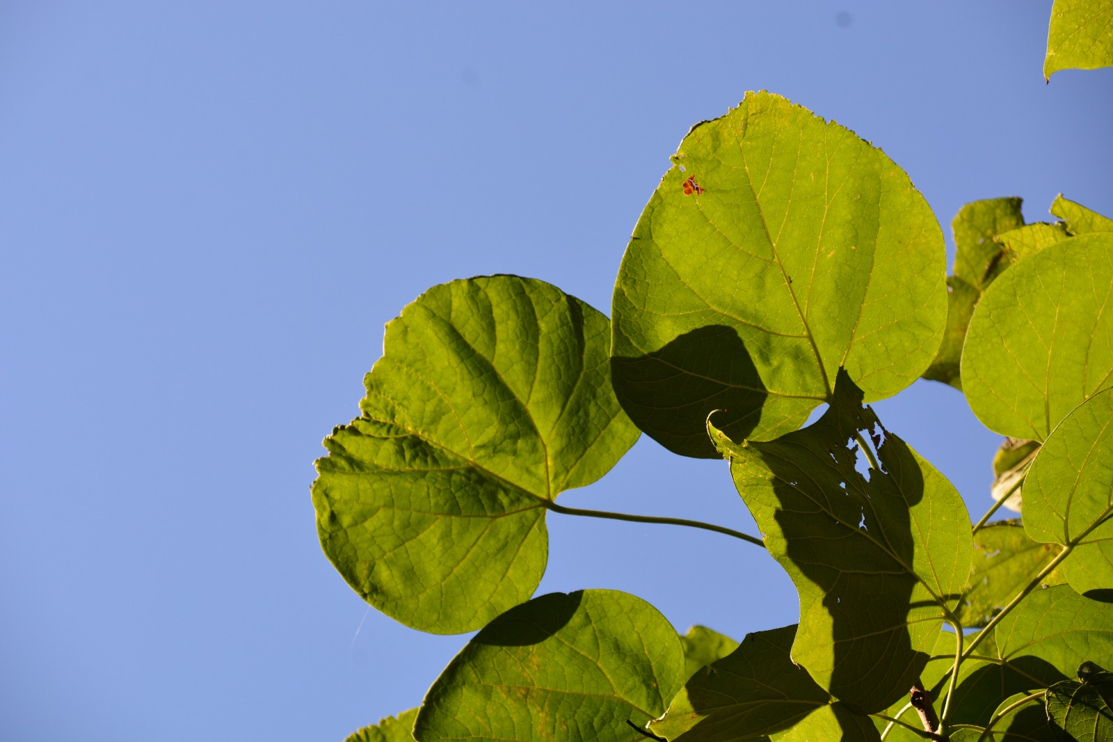 拍到这么美的梓树叶,是小幸运,原创摄影