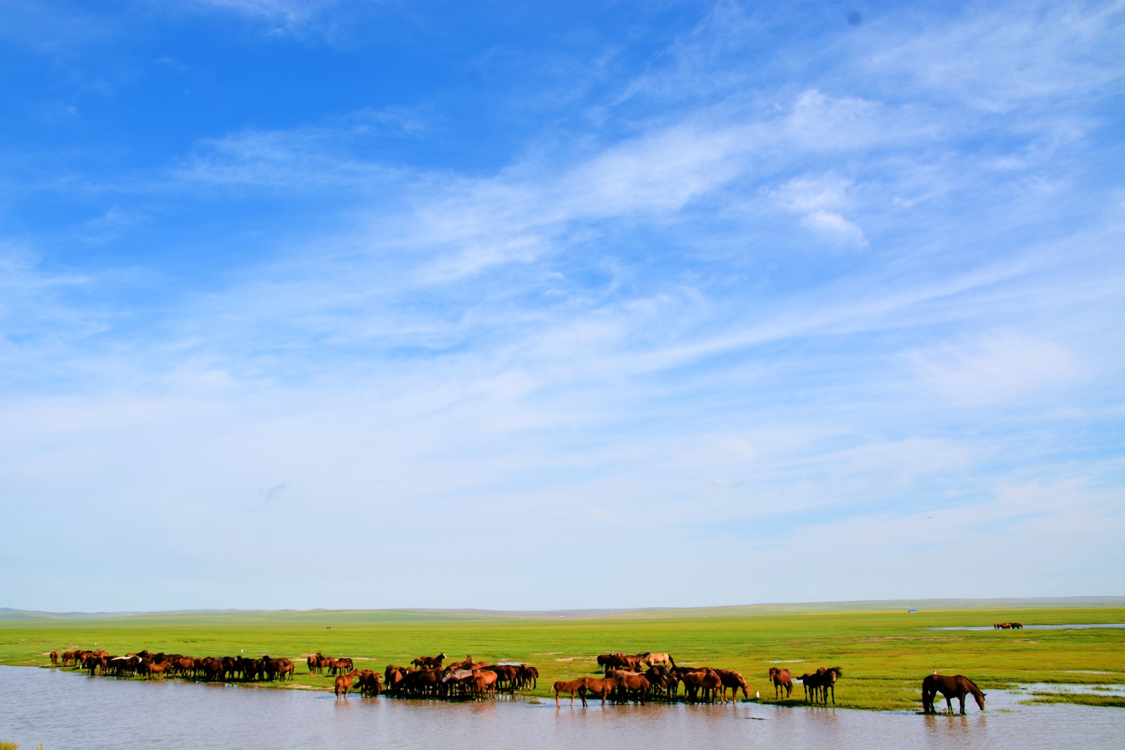你的心中,一定要有一片草原.呼伦贝尔西乌珠尔【原创摄影】