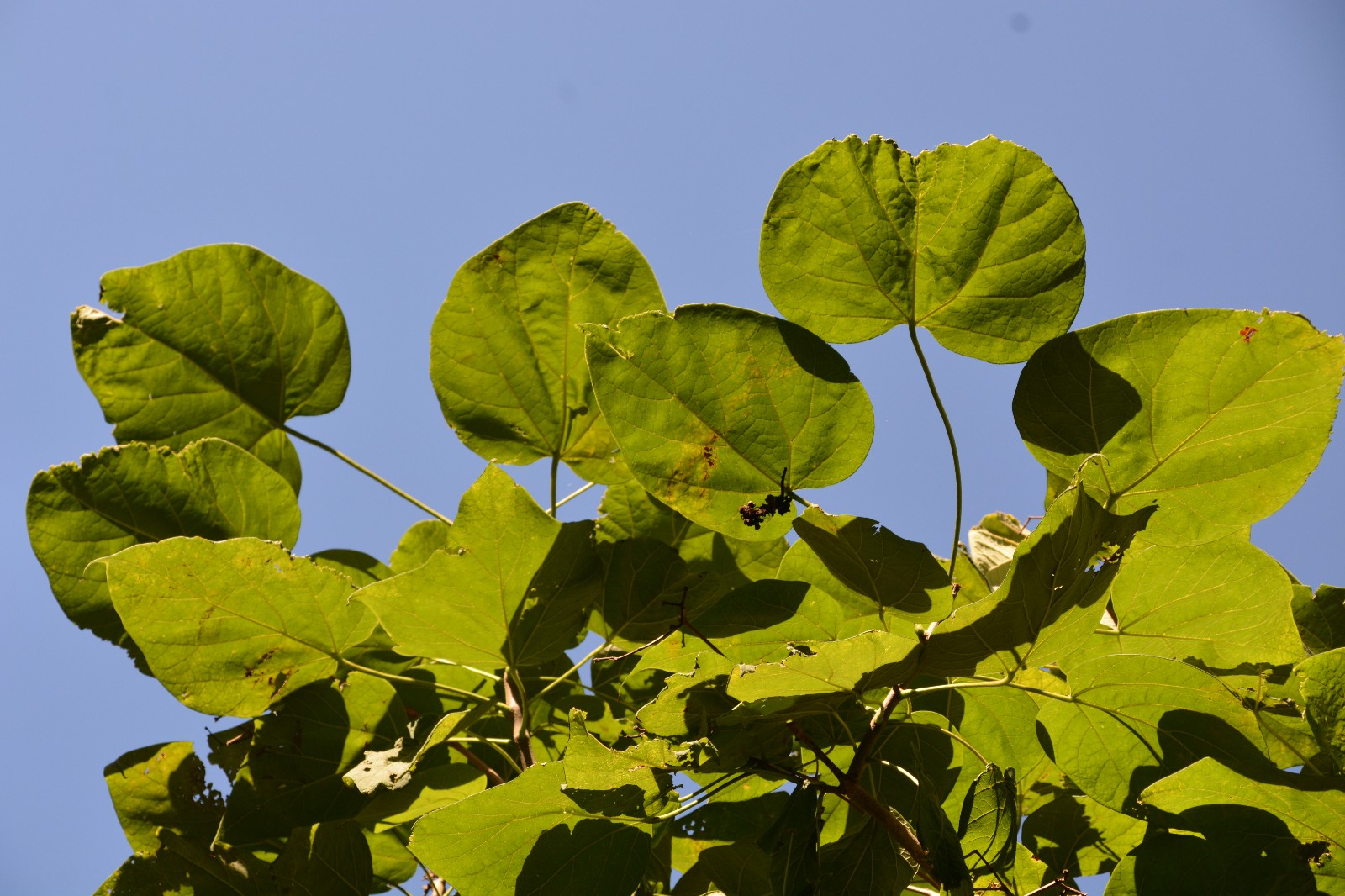 拍到这么美的梓树叶是小幸运原创摄影