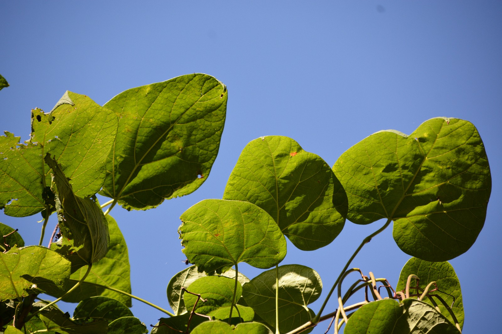 拍到这么美的梓树叶是小幸运原创摄影