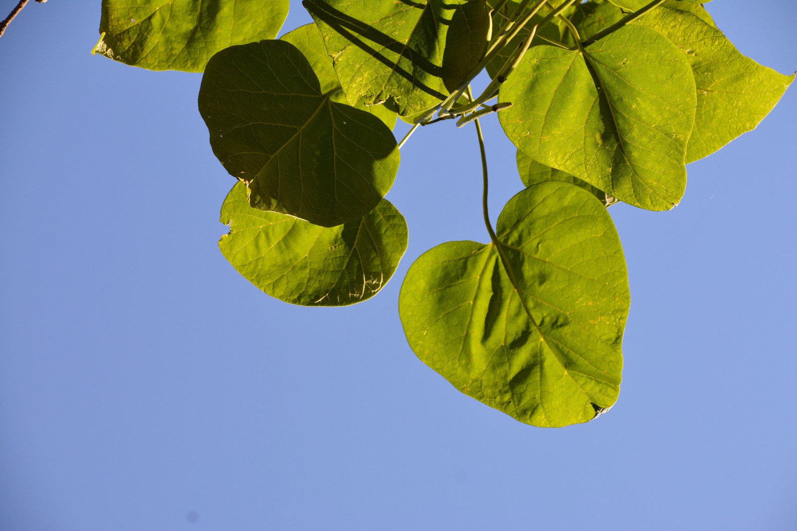 拍到这么美的梓树叶是小幸运原创摄影