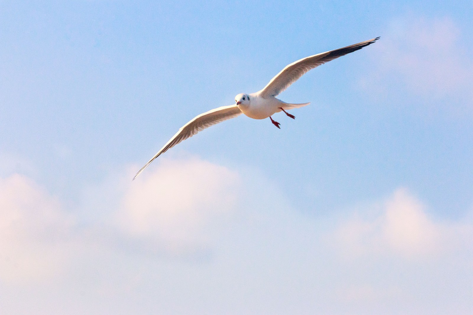 实时直击海鸥军团对阵铁锤帮关键战役