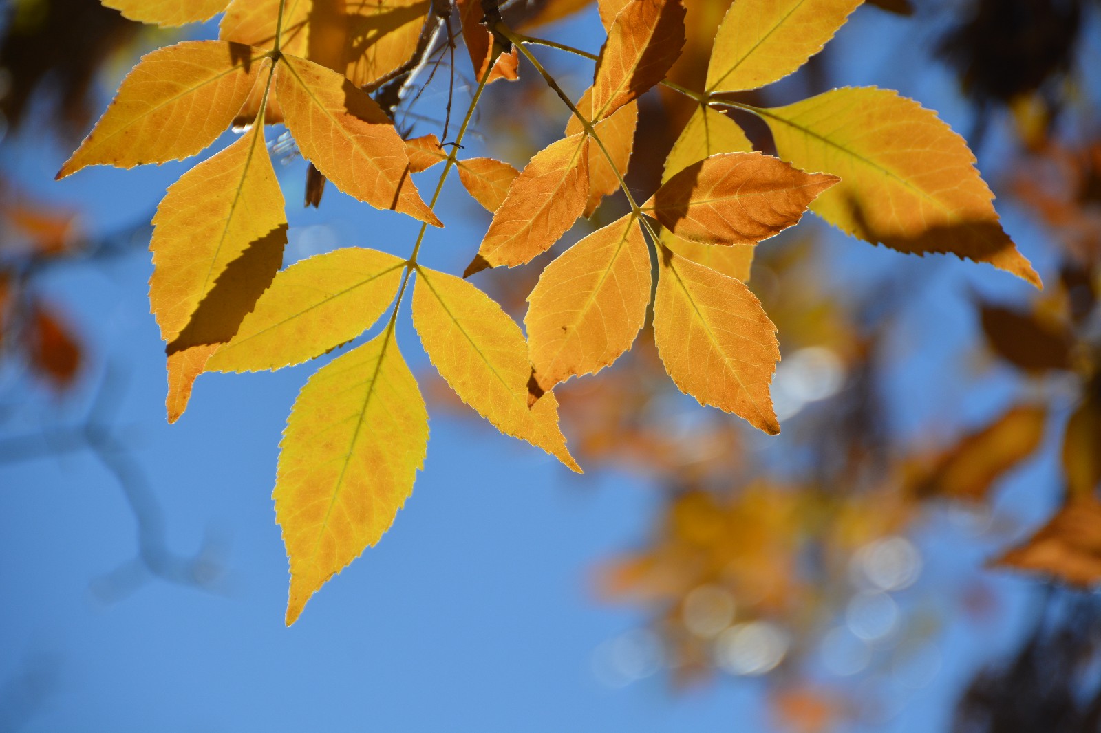 秋天是属于叶子的季节,秋天是属于美丽的季节,原创摄影