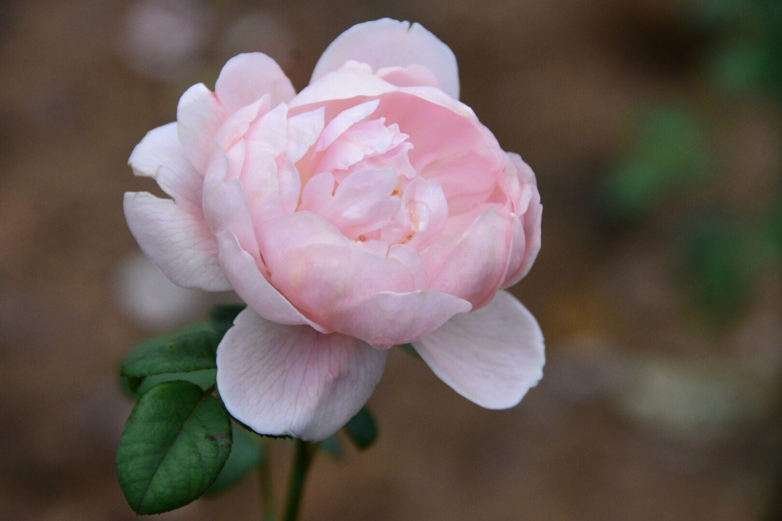 月季花一花一世界原创