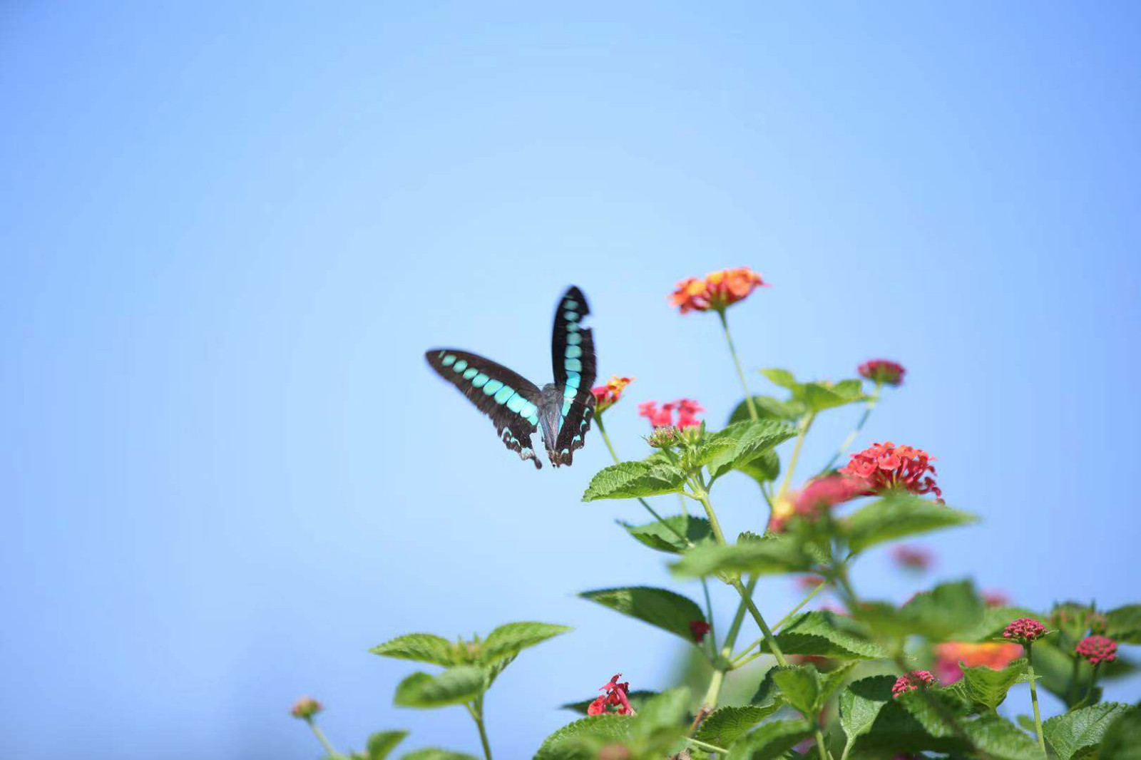 一只蝴蝶翩翩飞两只蝴蝶成双对三只蝴蝶相嬉戏四只蝴蝶互相追