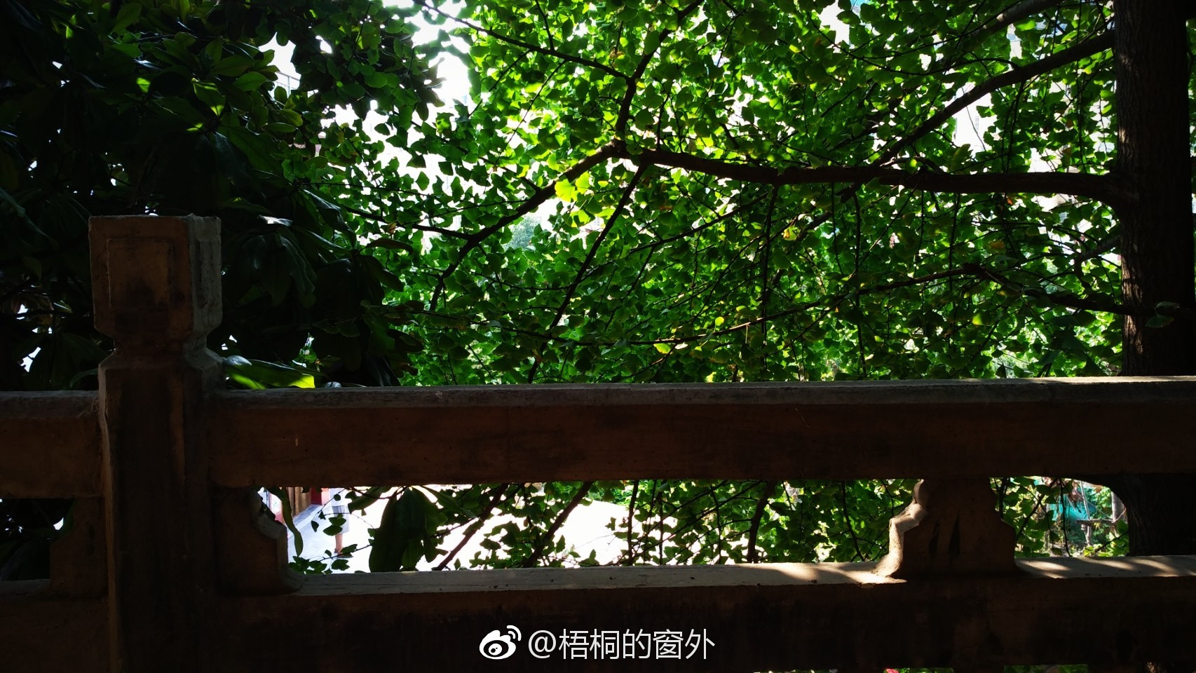 斑驳的阳光下,静谧的树影里,时光从身边恣意流淌成一地的静谧。