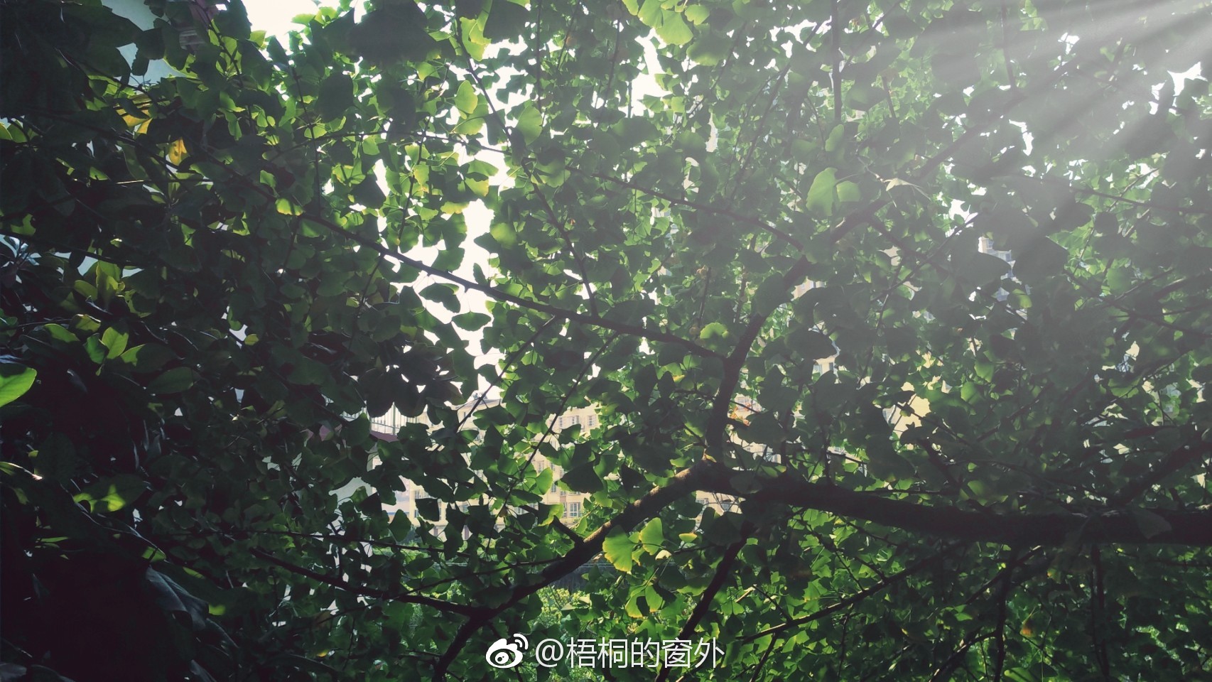 斑驳的阳光下,静谧的树影里,时光从身边恣意流淌成一地的静谧。 _新浪新闻