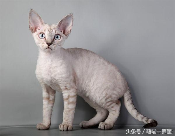 范冰冰家的猫排名第一|范冰冰|猫|异国短毛猫_新浪新闻